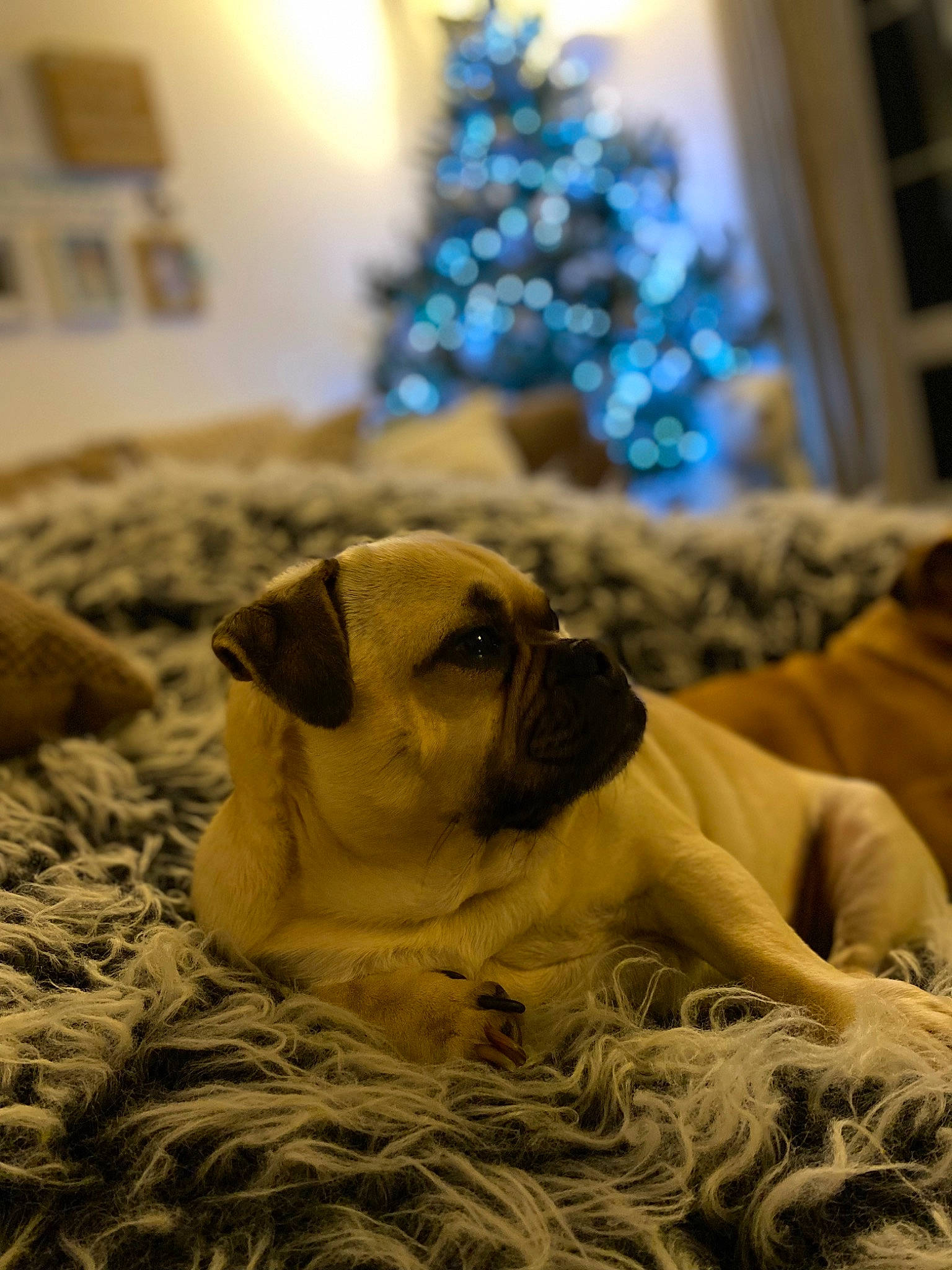 Hugo joined the competition — help win amazing prizes! bored, carnivore, christmas_tree, comfort, companion_dog, dog, dog_breed, event, fawn, fur, plant, pug, snout, sporting_group, toy_dog, tree, whiskers, wood, working_animal, wrinkle