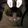 cat, animal, pet, bunny_ears_filter, digital_filter, whiskers, nose, cute, indoor, feline, relaxed, close_up, paw, table, domestic_animal, fur, face, portrait, playful, resting