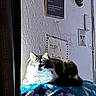 cat, indoor, blanket, blue, window, sunlight, wall, sign, plaque, fathers_day, resting, pet, feline, cozy, decor, home, pattern, animal, relaxing, fur