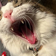 Gibson joined the competition — help win amazing prizes! cat, close_up, yawning, pink_tongue, teeth, whiskers, fur, pet, animal, indoor, collar, cute, feline, mouth_open, nose, tabby, white_fur, blurred_background, domestic_cat, sleepy