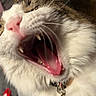 cat, close_up, yawning, pink_tongue, teeth, whiskers, fur, pet, animal, indoor, collar, cute, feline, mouth_open, nose, tabby, white_fur, blurred_background, domestic_cat, sleepy