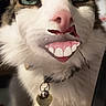 cat, close_up, pet, animal, fur, collar, tag, whiskers, face, green_eyes, indoor, funny, digital_overlay, mouth, teeth, pink_nose, cute, feline, portrait, expression