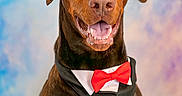 Venom participe au concours pour gagner de l'argent avec cette photo : dog, doberman, brown_dog, portrait, close_up, sitting, bow_tie, formalwear, happy, smiling, open_mouth, tongue, teeth, floppy_ears, brown_fur, black_bandana, studio, colorful_background, pet, wedding_guest