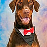 dog, doberman, brown_dog, portrait, close_up, sitting, bow_tie, formalwear, happy, smiling, open_mouth, tongue, teeth, floppy_ears, brown_fur, black_bandana, studio, colorful_background, pet, wedding_guest