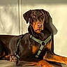 dog, doberman, large_breed, brown_and_black, harness, sitting, lying_down, indoor, sunlight, shadow, wooden_floor, wall, portrait, pet, animal, short_hair, floppy_ears, long_legs, relaxed, dramatic_lighting