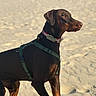 dog, doberman, canine, pet, animal, outdoor, snow, winter, beach, sand, harness, collar, standing, alert, portrait, brown_coat, black_coat, short_hair, sunlight, snowy_landscape