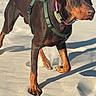 dog, doberman, canine, standing, outdoor, sunlight, pavement, sidewalk, harness, collar, brown, black, large_breed, short_hair, alert, profile, shadow, portrait, animal, pet