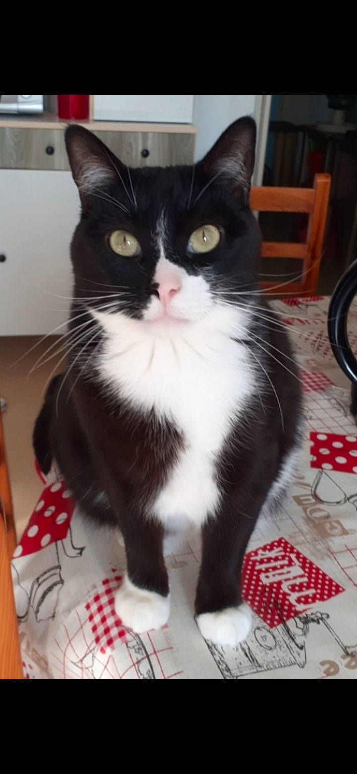 Titto participe au concours pour gagner de l'argent avec cette photo : carnivore, cat, claw, domestic_short_haired_cat, eye, felidae, flooring, formal_wear, fur, pattern, paw, plaid, small_to_medium_sized_cats, snout, tail, tartan, whiskers