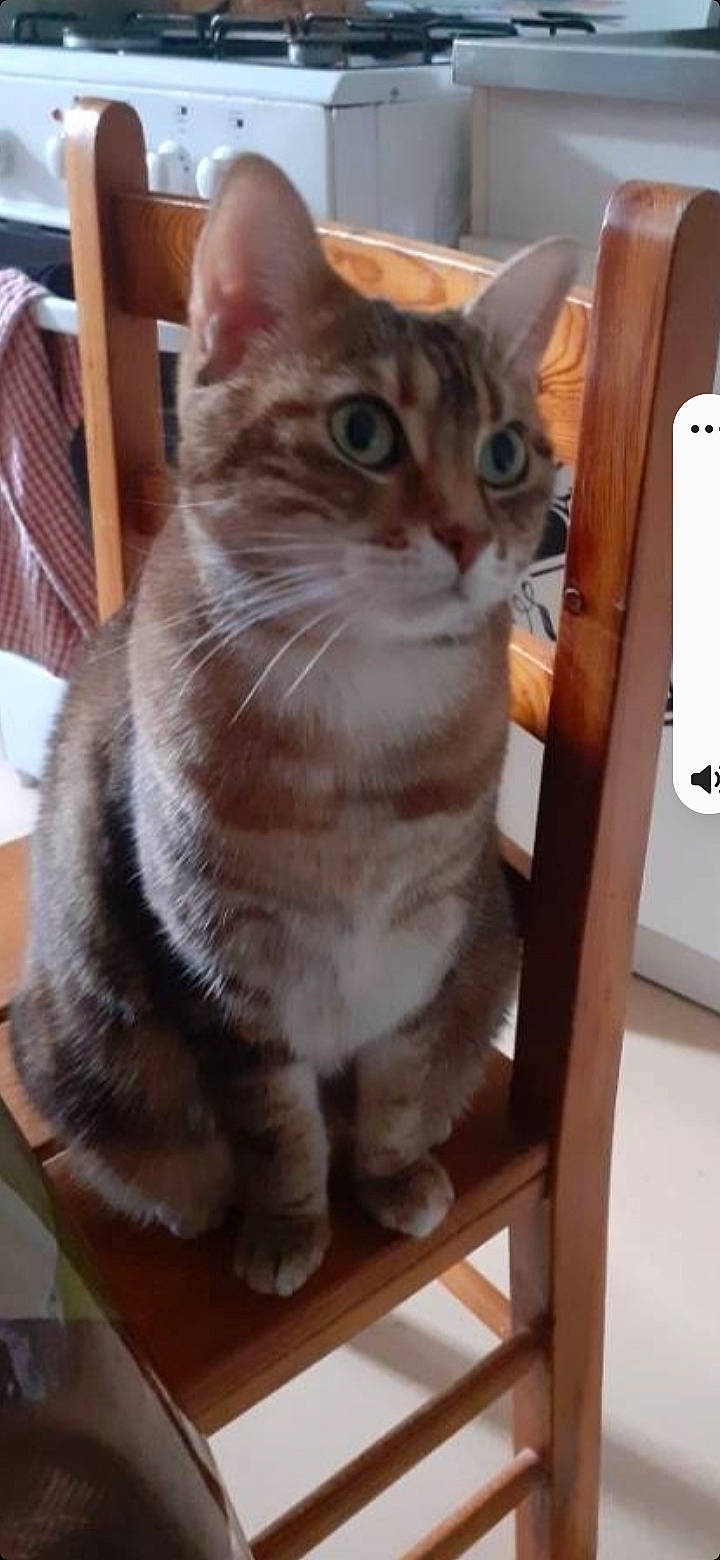 Kitty a rejoint le concours — aidez-le/la à gagner de superbes lots ! carnivore, cat, cat_supply, chair, domestic_short_haired_cat, door, fawn, felidae, flooring, fur, hardwood, paw, small_to_medium_sized_cats, snout, tail, whiskers, window, wood, wood_stain