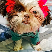 Penny is registered to the contest to win money with this photo: bed, bedding, blanket, bow, closeup, cute, dog, fur, green_sweater, indoor, nose, pet, photo_thumbnails, pink_bow, portrait, puppy, screenshot, small_dog, sweater, timestamp