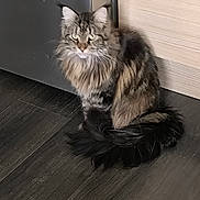 Utopia participe au concours pour gagner de l'argent avec cette photo : animal, cabinet, cat, domestic_cat, ears, eyes, feline, floor, fluffy, fur, home, indoor, long_hair, pet, quiet, sitting, tabby, tail, whiskers, wood_floor