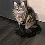 animal, cabinet, cat, domestic_cat, ears, eyes, feline, floor, fluffy, fur, home, indoor, long_hair, pet, quiet, sitting, tabby, tail, whiskers, wood_floor