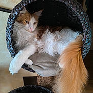 Ultimo a rejoint le concours — aidez-le/la à gagner de superbes lots ! animal, basket, cat, cat_perch, cozy, cute, feline, fluffy, fur, home, indoor, long_tail, orange_tail, pet, relaxed, resting, soft_light, tail, white_fur, woven