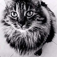 Coquin a rejoint le concours — aidez-le/la à gagner de superbes lots ! cat, tabby, fluffy, pet, animal, looking_up, floor, tiled_floor, black_and_white, whiskers, ears, eyes, cute, indoor, feline, portrait, sitting, heart, text_overlay, playful