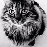 cat, tabby, fluffy, pet, animal, looking_up, floor, tiled_floor, black_and_white, whiskers, ears, eyes, cute, indoor, feline, portrait, sitting, heart, text_overlay, playful