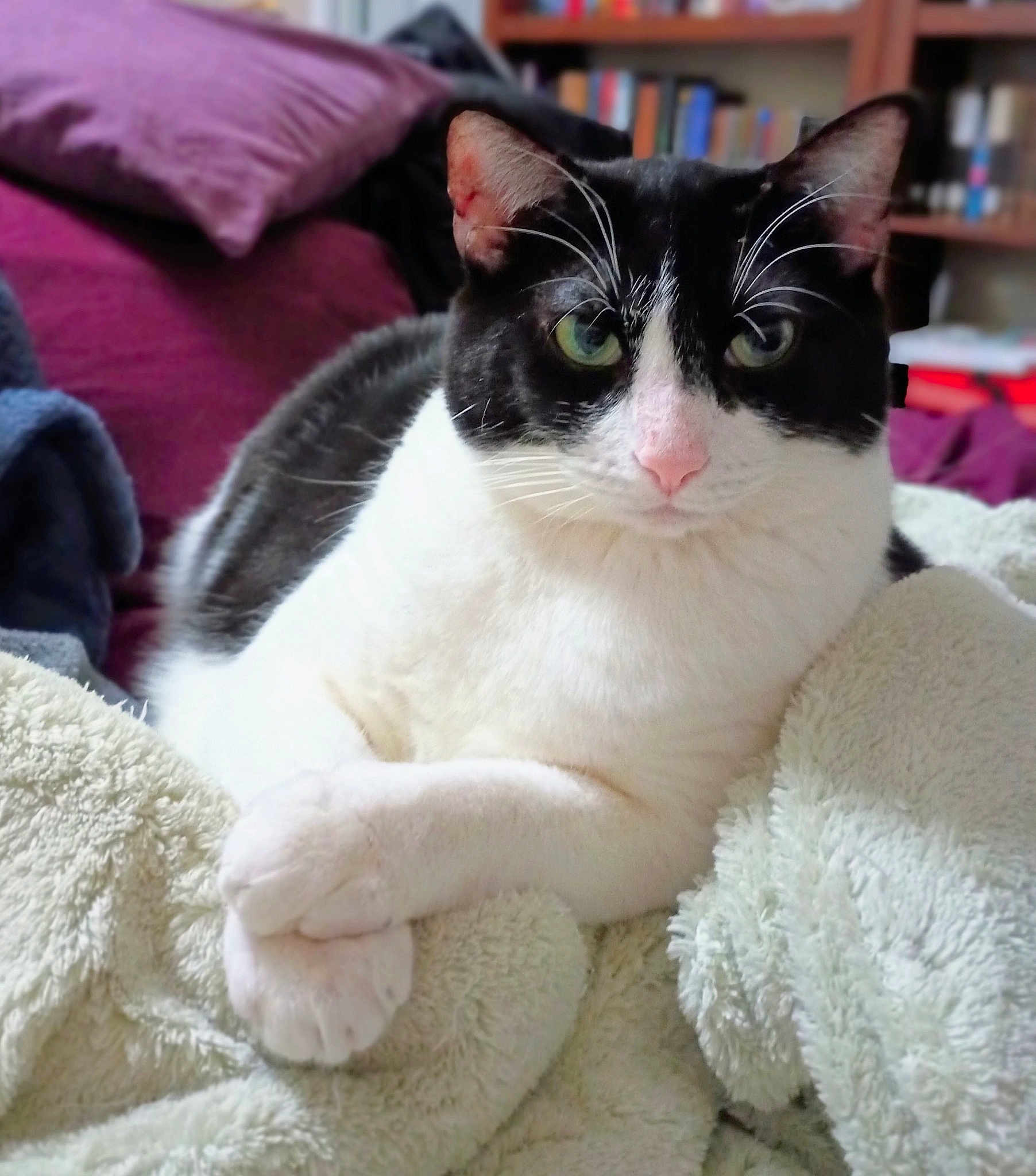 Panda Cat