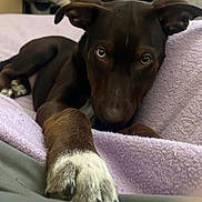 Pepper joined the competition — help win amazing prizes! dog, brown_dog, paw, blanket, purple_blanket, close_up, pet, indoors, cozy, relaxed, canine, fur, animal, bed, resting, cute, domestic_animal, lying_down, looking, ears