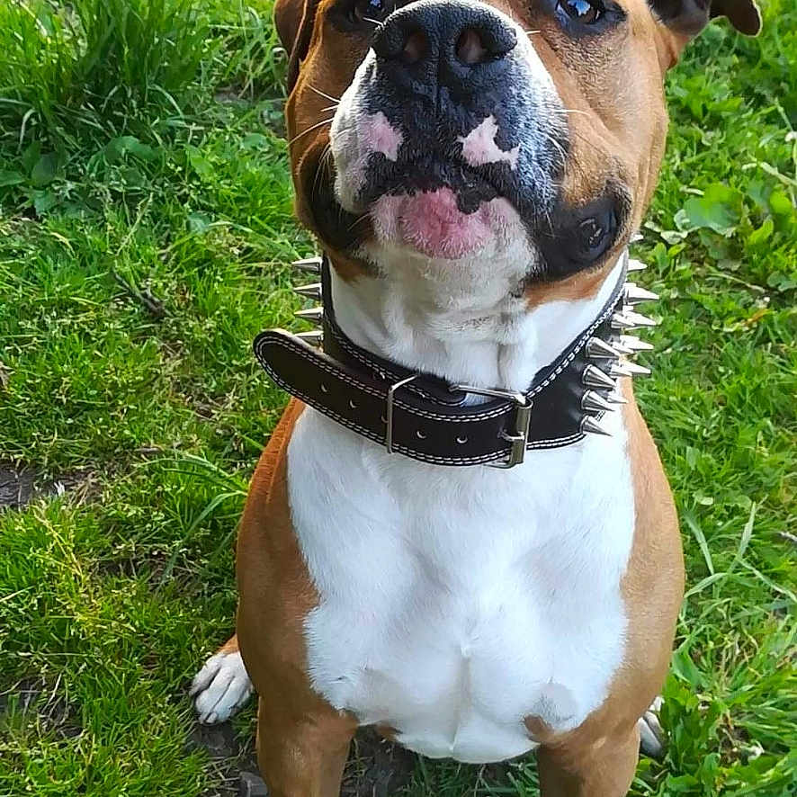 Lipton participe au concours pour gagner de l'argent avec cette photo : accessories, animal, backyard, bostonbull, boxer, bulldog, canine, collar, dog, frenchbulldog, grass, lawn, nature, outdoors, pet, pitbull, plant, puppy, snout, yard