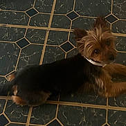 Draco joined the competition — help win amazing prizes! animal, black, brown, collar, companion, cute, dog, domestic, ears_up, floor, fur, home, indoor, laying, looking_back, pattern, pet, resting, small_dog, tile
