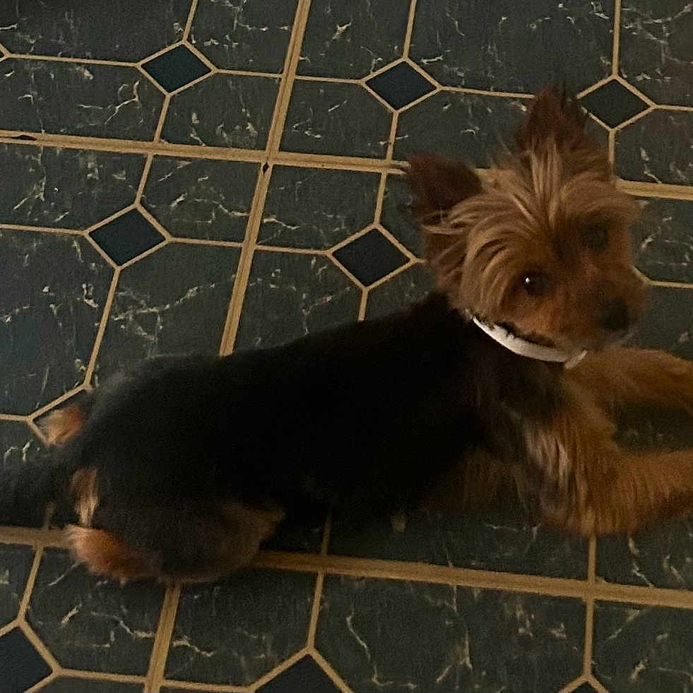 Draco