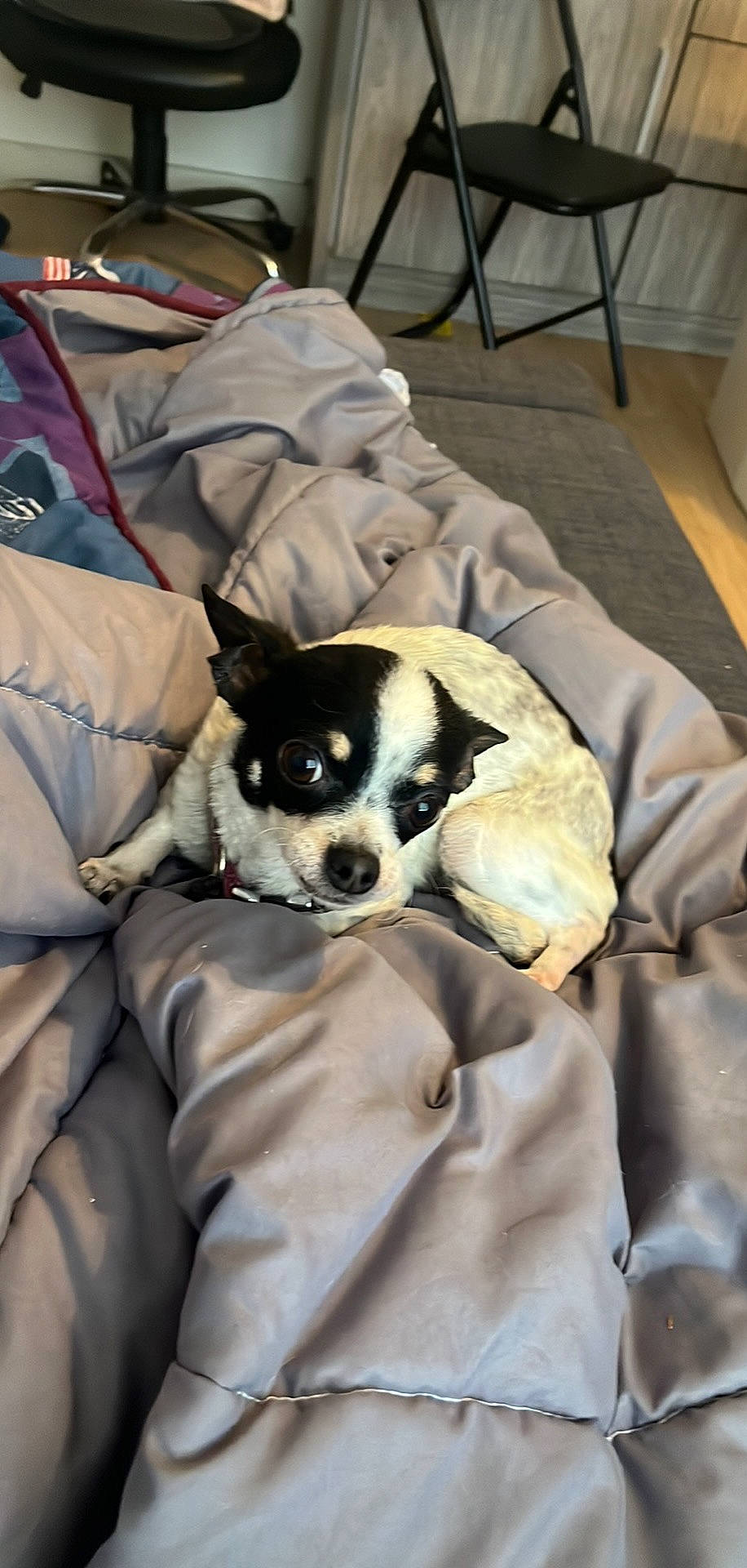 Fiona a rejoint le concours — aidez-le/la à gagner de superbes lots ! canidae, carnivore, chair, comfort, companion_dog, couch, dog, dog_breed, fawn, fur, linens, nap, non_sporting_group, room, sporting_group, toy_dog, whiskers, working_animal