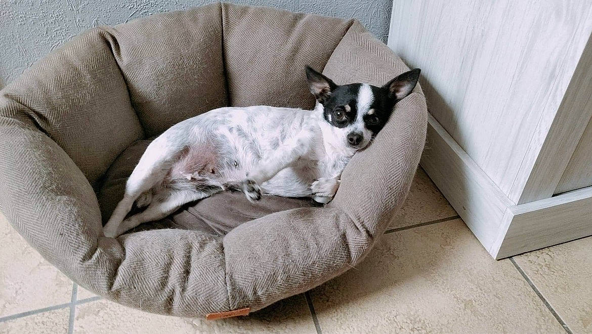 Fiona a rejoint le concours — aidez-le/la à gagner de superbes lots ! bored, canidae, carnivore, chair, comfort, companion_dog, couch, dog, dog_breed, dog_supply, fawn, furniture, paw, pet_supply, puppy, snout, sporting_group, terrestrial_animal, toy_dog, working_animal