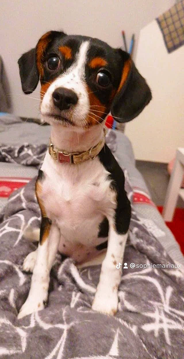 Bella a rejoint le concours — aidez-le/la à gagner de superbes lots ! canidae, carnivore, collar, companion_dog, dog, dog_breed, dog_collar, fawn, fur, giant_dog_breed, hunting_dog, leash, liver, pet_supply, snout, sporting_group, whiskers, working_animal, working_dog