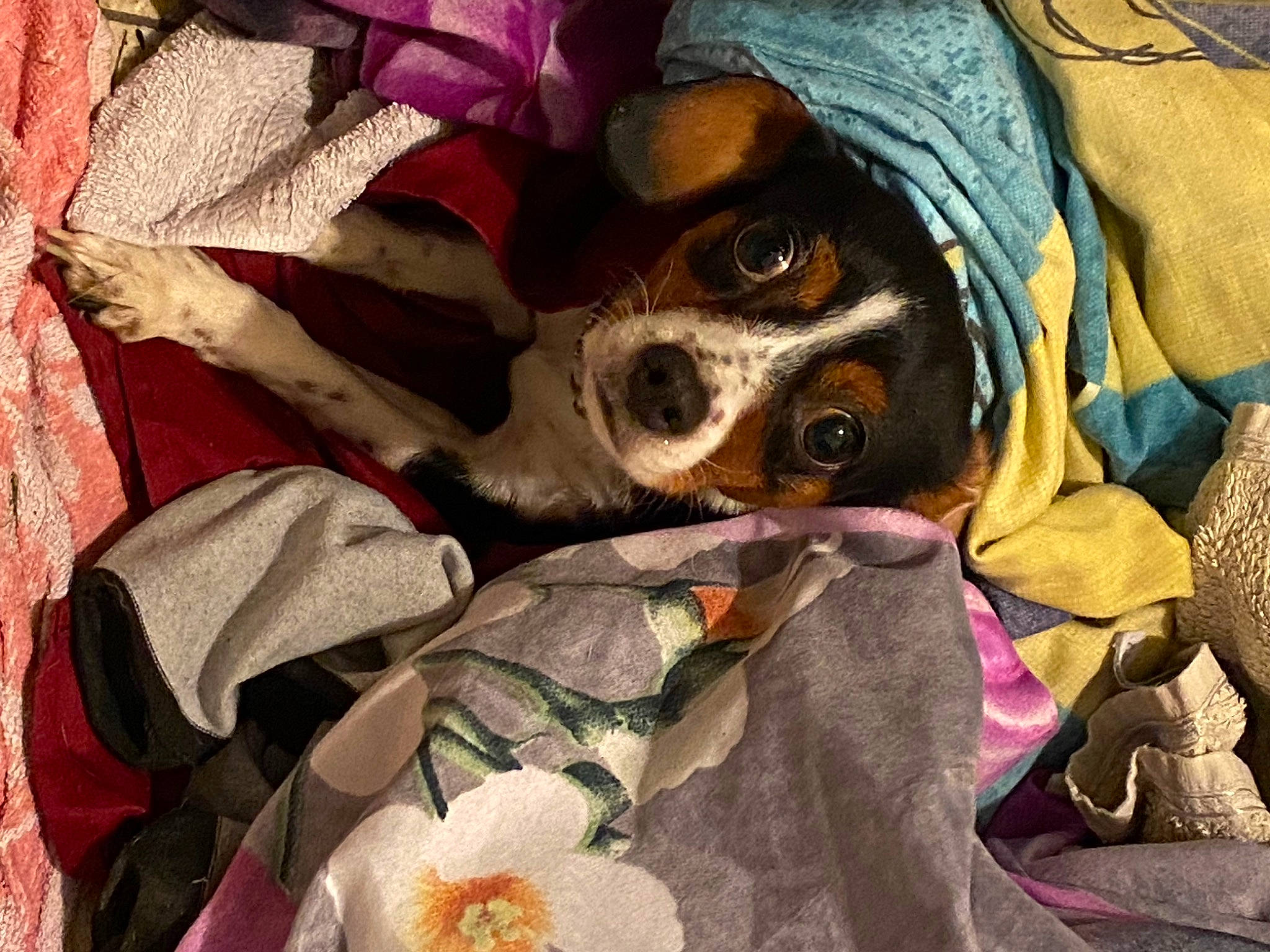 Bella a rejoint le concours — aidez-le/la à gagner de superbes lots ! canidae, carmine, carnivore, comfort, companion_dog, dog, dog_breed, fawn, fur, hat, linens, pattern, sporting_group, toy_dog, working_animal