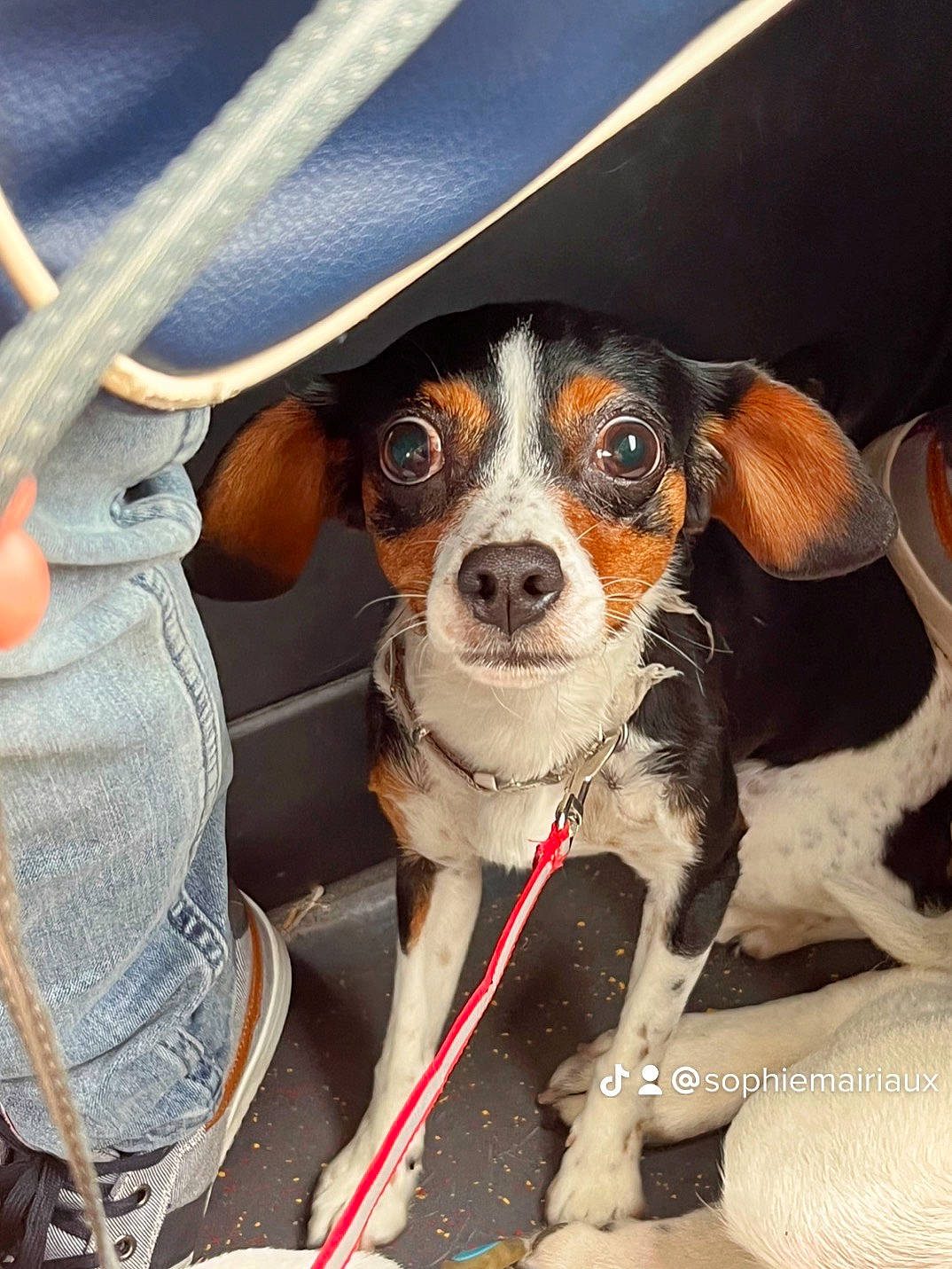 Bella participe au concours pour gagner de l'argent avec cette photo : auto_part, canidae, car_seat, carnivore, collar, companion_dog, denim, dog, dog_breed, dog_collar, electric_blue, eyewear, fawn, glasses, snout, sporting_group, sunglasses, toy_dog, whiskers, working_animal