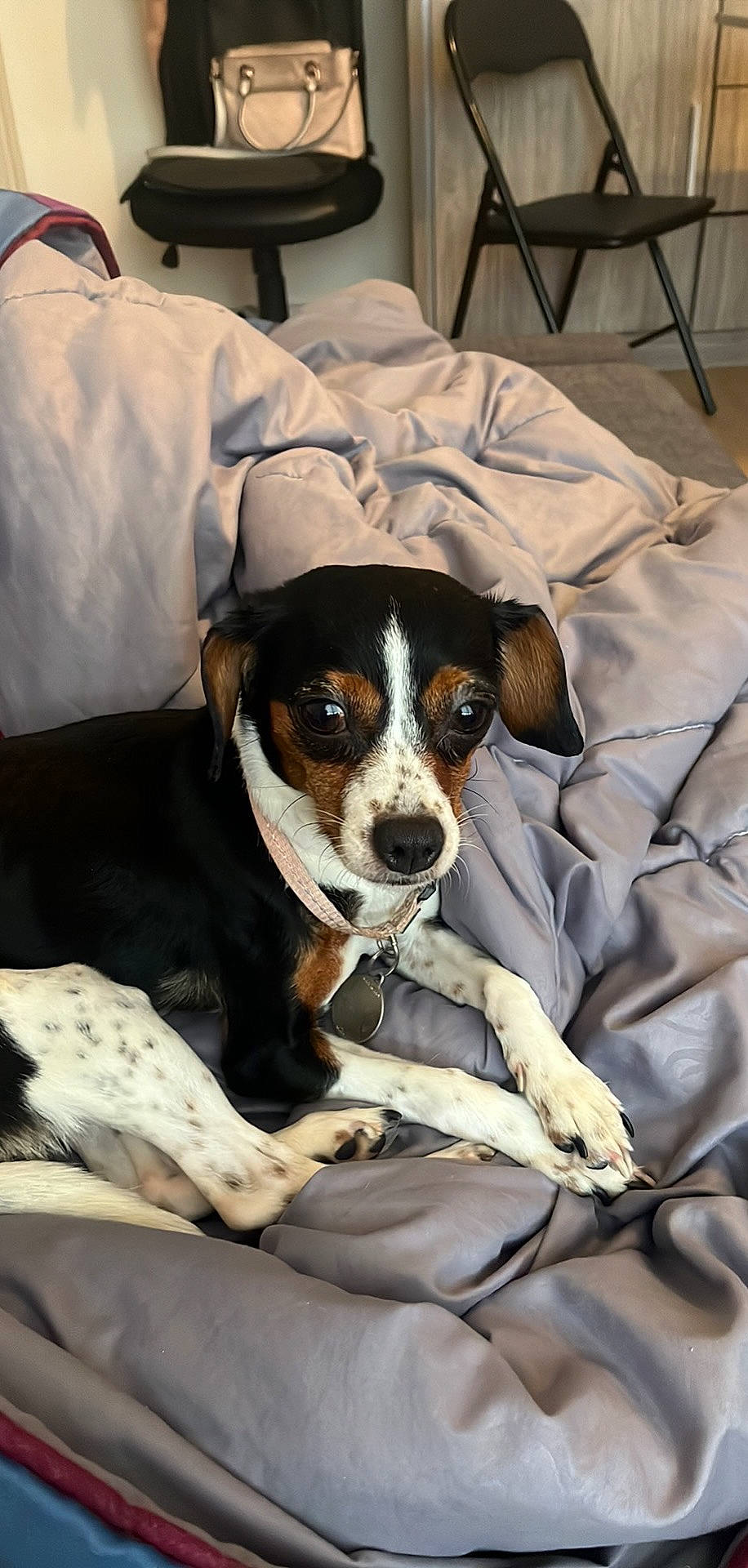 Bella participe au concours pour gagner de l'argent avec cette photo : carnivore, chair, comfort, companion_dog, couch, dog, dog_breed, irishjacks, linens, small_terrier