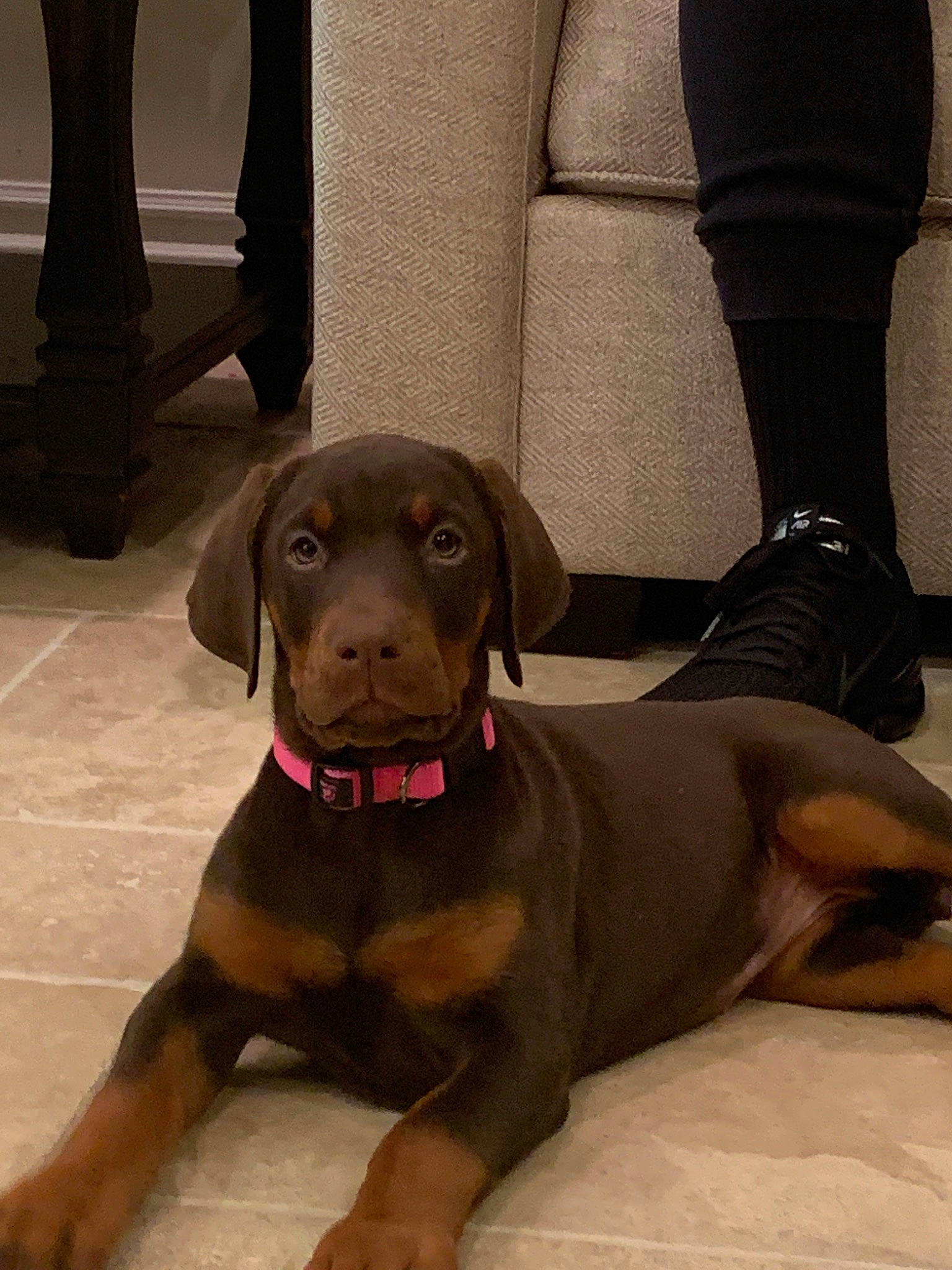 Scallop joined the competition — help win amazing prizes! beagador, canidae, carnivore, companion_dog, dog, dog_breed, dog_collar, fawn, guard_dog, hunting_dog, labrador_retriever, liver, mammal, puppy, snout, sporting_group, vizsla, working_dog