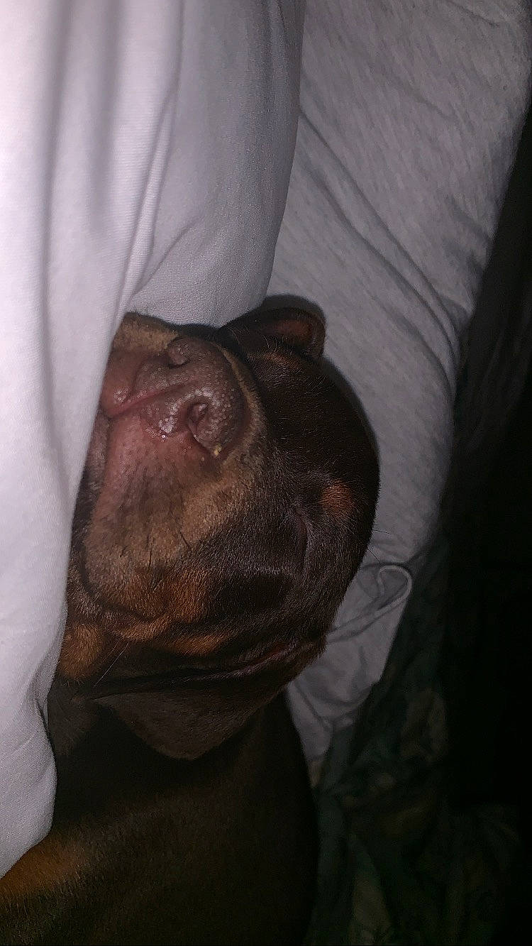 Scallop is registered to the contest to win money with this photo: american_pit_bull_terrier, canidae, head, leg, mouth, skin, snout, sporting_group, weimaraner, wrinkle