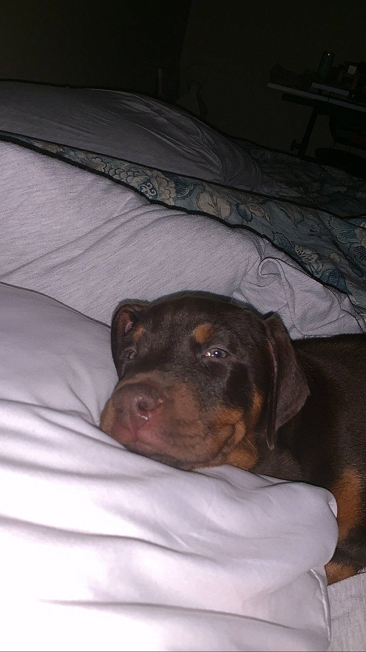 Scallop is registered to the contest to win money with this photo: canidae, carnivore, dog, dog_breed, fawn, guard_dog, mammal, miniature_pinscher, pinscher, puppy, rottweiler, snout, vertebrate