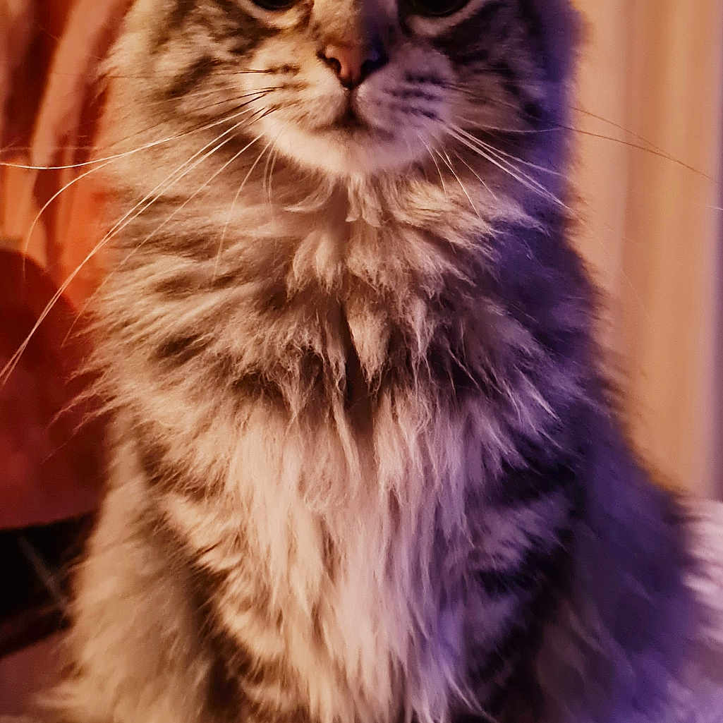 Tipi