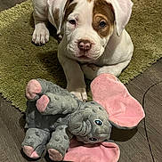 Nala is registered to the contest to win money with this photo: puppy, dog, young_dog, white_and_brown, carpet, green_rug, plush_toy, elephant_toy, pink_ears, flooring, indoor, pet, animal, cute, laying_down, looking_at_camera, toy, soft_texture, domestic, playful