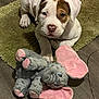 puppy, dog, young_dog, white_and_brown, carpet, green_rug, plush_toy, elephant_toy, pink_ears, flooring, indoor, pet, animal, cute, laying_down, looking_at_camera, toy, soft_texture, domestic, playful