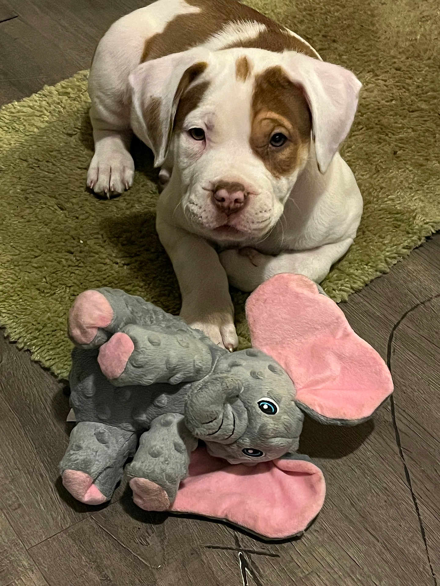 Nala