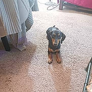 Diaval joined the competition — help win amazing prizes! dog, dachshund, carpet, indoor, pet, animal, furniture, blanket, curious, small_dog, floor, cozy, light, attention, household, brown, black, tan, resting, room
