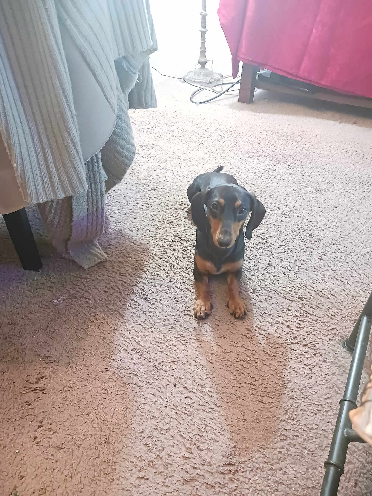 Diaval joined the competition — help win amazing prizes! dog, dachshund, carpet, indoor, pet, animal, furniture, blanket, curious, small_dog, floor, cozy, light, attention, household, brown, black, tan, resting, room