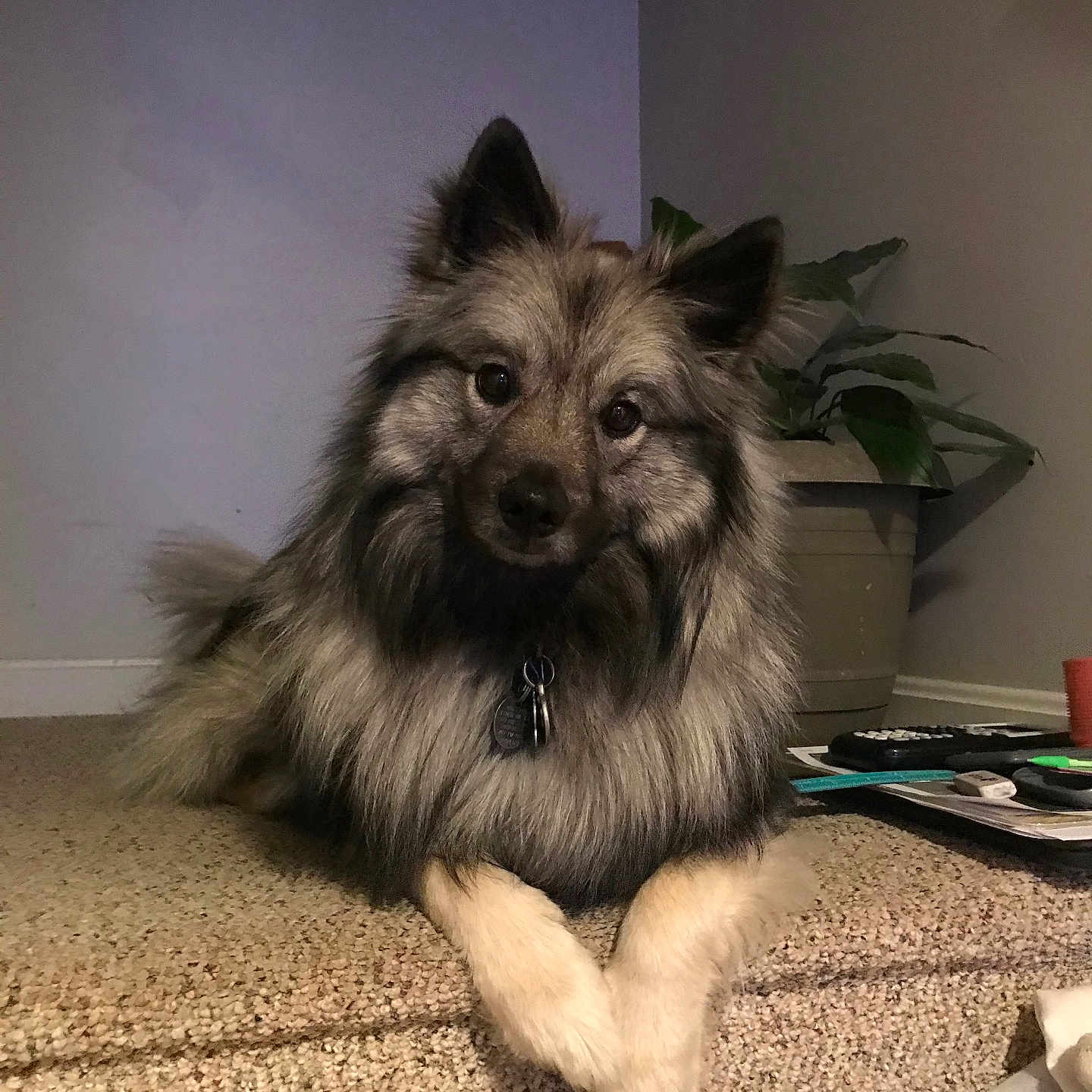 Yuki