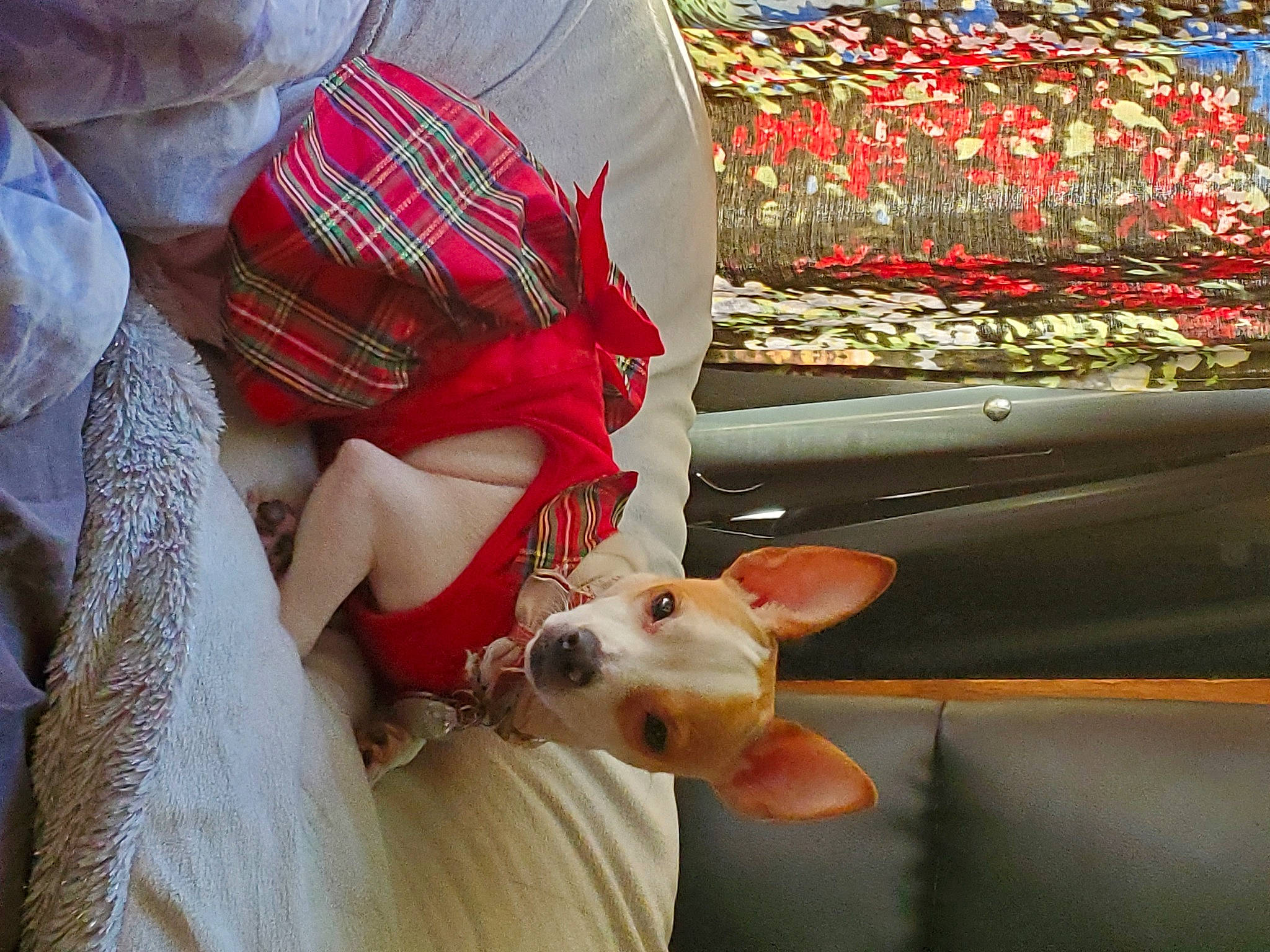 Foxigirl joined the competition — help win amazing prizes! bag, canidae, carnivore, companion_dog, dog, dog_breed, fashion_accessory, fawn, fur, human_body, human_leg, lap, leg, luggage_and_bags, pattern, plaid, sitting, sporting_group, tartan, toy_dog