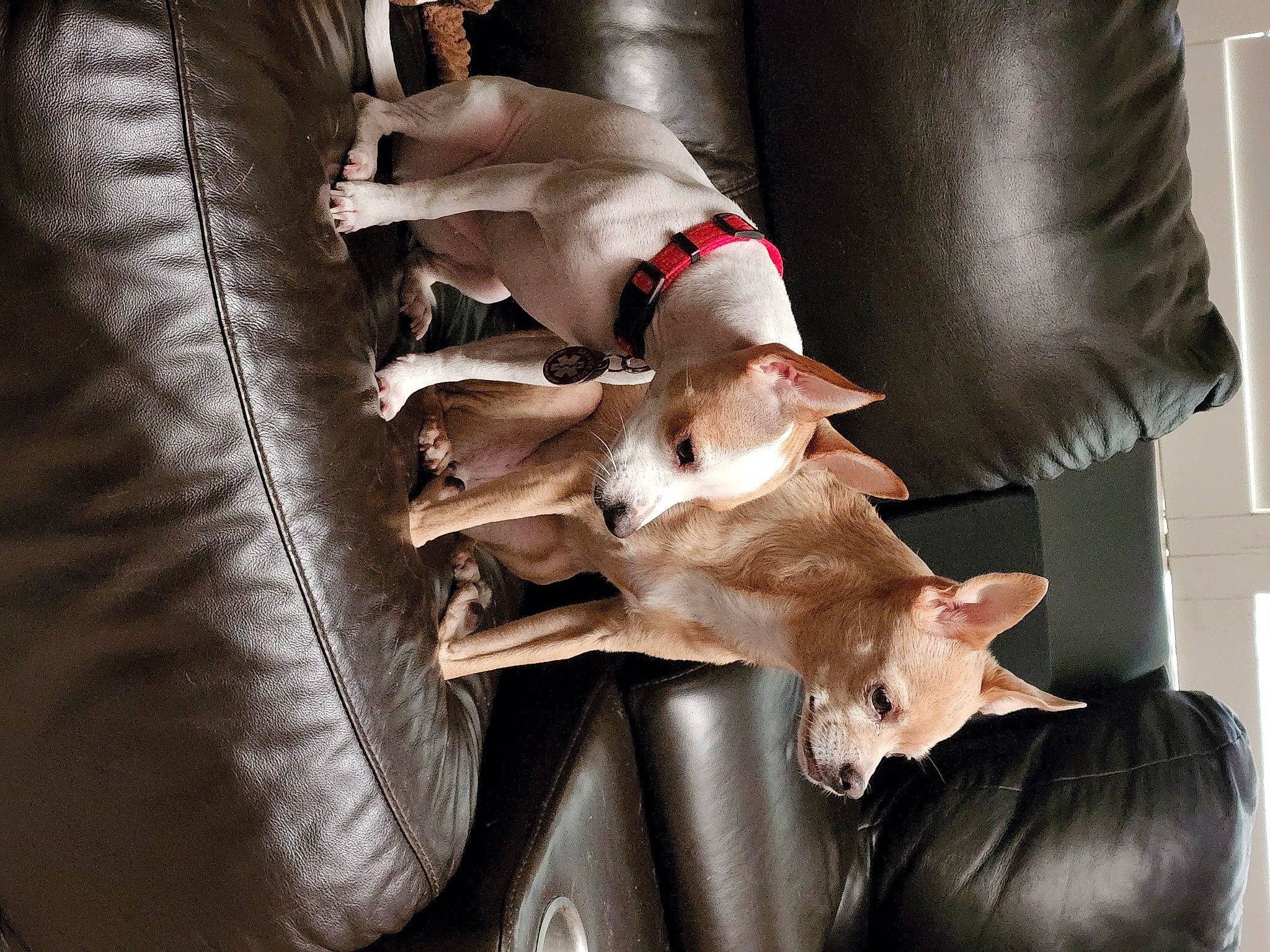 Pandora joined the competition — help win amazing prizes! canidae, carnivore, comfort, companion_dog, couch, dog, dog_breed, dog_collar, dog_supply, ear, fawn, felidae, fur, linens, paw, snout, sporting_group, toy_dog, whiskers, working_animal