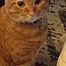 cat, ginger_cat, tabby, pet, feline, indoor, carpet, closeup, animal, whiskers, fur, cute, mammal, domestic_animal, face, eyes, collar, sitting, furry, orange