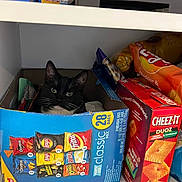 Rex joined the competition — help win amazing prizes! cat, box, snacks, chips, pantry, shelf, black_and_white_cat, curious, indoor, food, packaging, lay's, cheez_it, doritos, fritos, cereal_box, pet, animal, cute, looking
