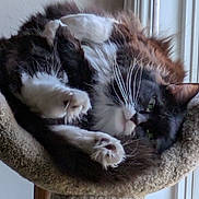 Fiona joined the competition — help win amazing prizes! cat, feline, black_and_white, fluffy, relaxed, lounging, cat_perch, indoor, window, paw, whiskers, fur, pet, cozy, resting, animal, cute, playful, domestic_cat, sleepy