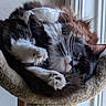 cat, feline, black_and_white, fluffy, relaxed, lounging, cat_perch, indoor, window, paw, whiskers, fur, pet, cozy, resting, animal, cute, playful, domestic_cat, sleepy