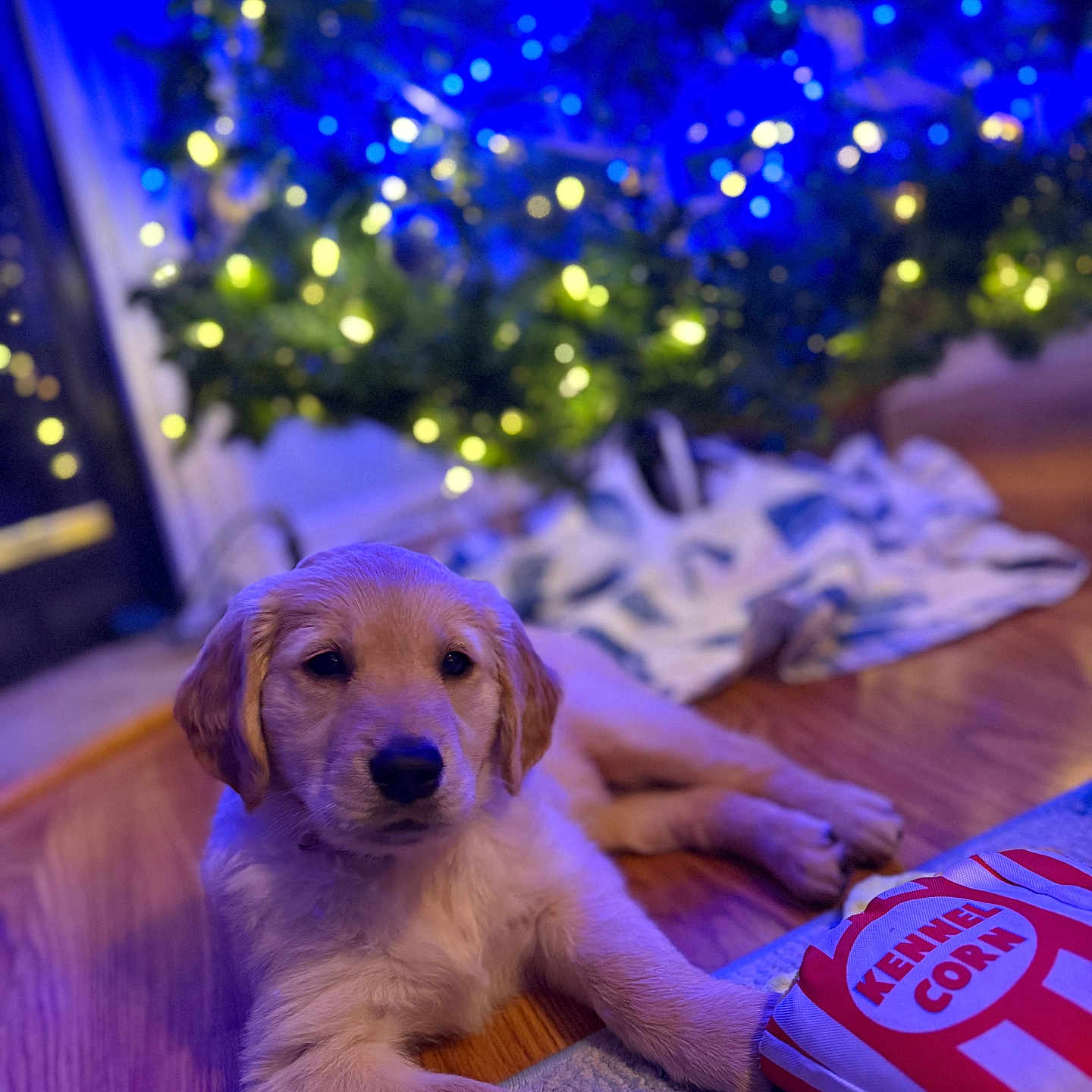 Daphne is registered to the contest to win money with this photo: animal, beverage, canine, cockerspaniel, coke, couch, cream, dessert, dog, food, furniture, goldenretriever, hound, labradorretriever, machine, pet, puppy, soda, spoke, wood