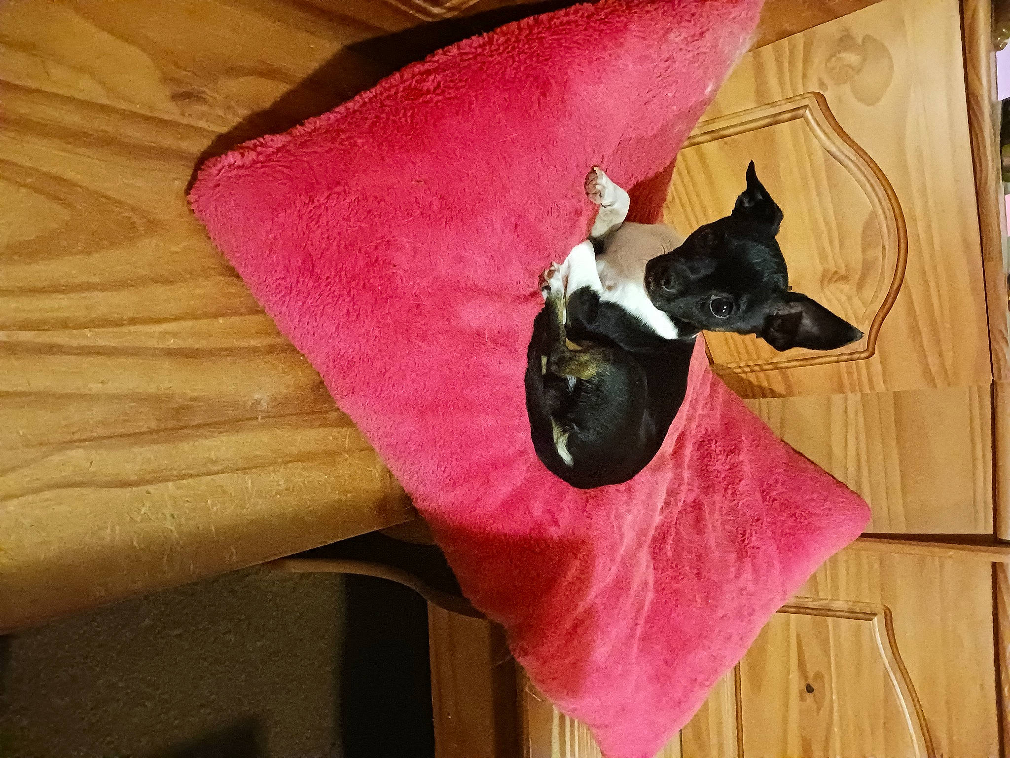 Champ joined the competition — help win amazing prizes! carmine, carnivore, collar, comfort, companion_dog, dog, dog_breed, dog_collar, dog_supply, fashion_accessory, fawn, linens, magenta, material_property, pet_supply, pink, sporting_group, textile, wood, working_animal