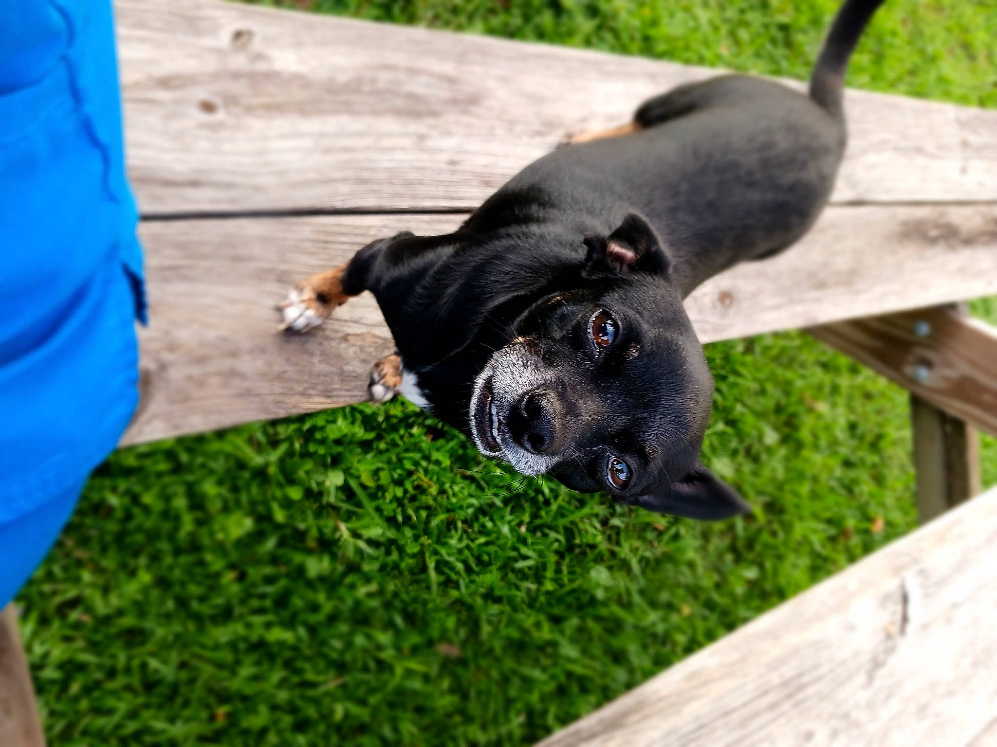 Gigi is registered to the contest to win money with this photo: borador, canidae, carnivore, collar, companion_dog, dog, dog_breed, dog_collar, fur, grass, guard_dog, lawn, plant, puppy, recreation, sporting_group, terrestrial_animal, whiskers, working_animal, working_dog