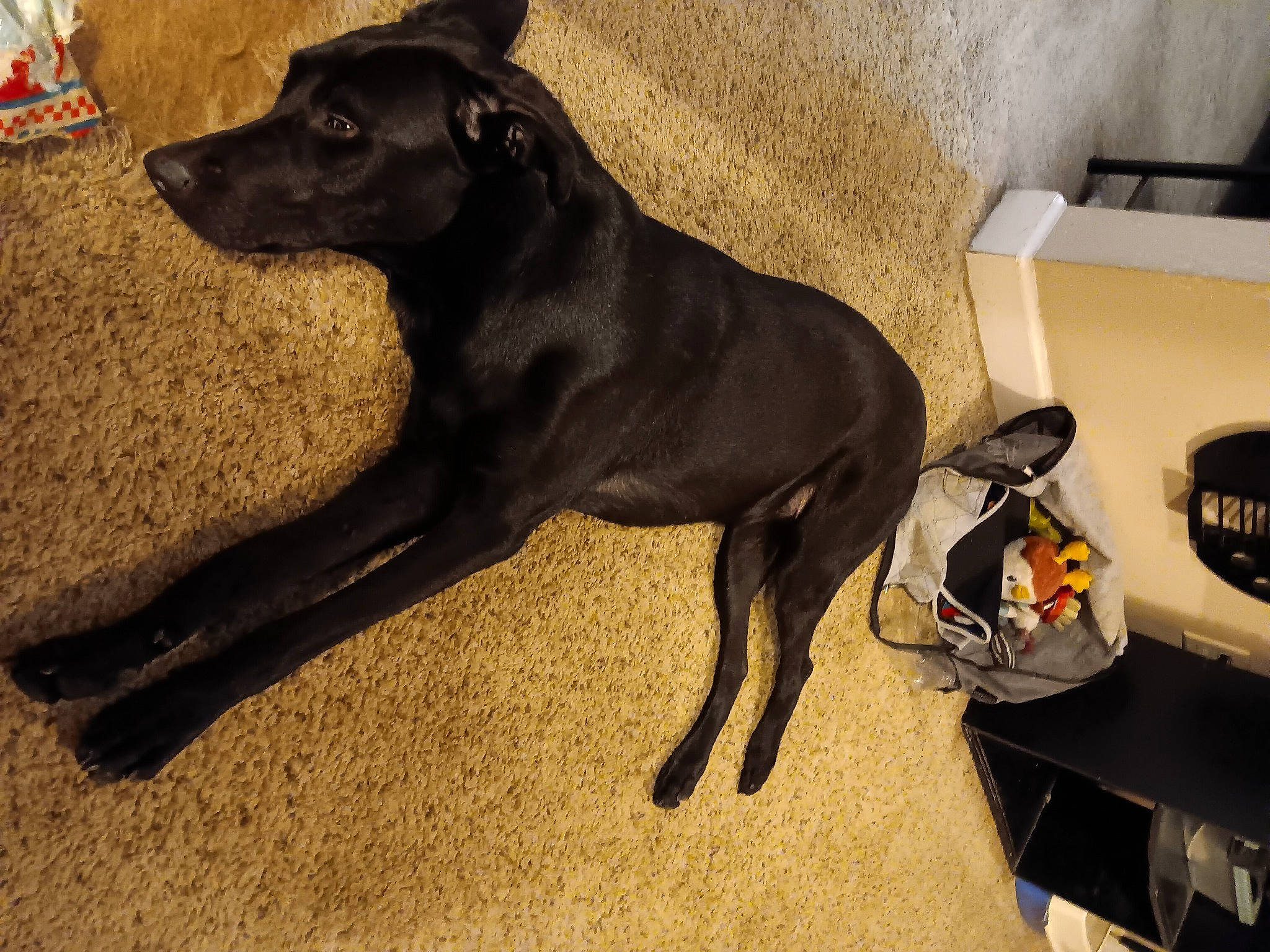 Avi joined the competition — help win amazing prizes! borador, canidae, carnivore, collar, companion_dog, dog, dog_breed, dog_collar, dog_supply, fawn, flooring, guard_dog, non_sporting_group, shipping_box, snout, sporting_group, tail, terrestrial_animal, working_animal, working_dog